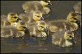 _1SB0917 canada goose goslings